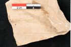 Foto (Detailansicht) von Plantae indet.  (NHMW-GEO-2024-0188-11497)